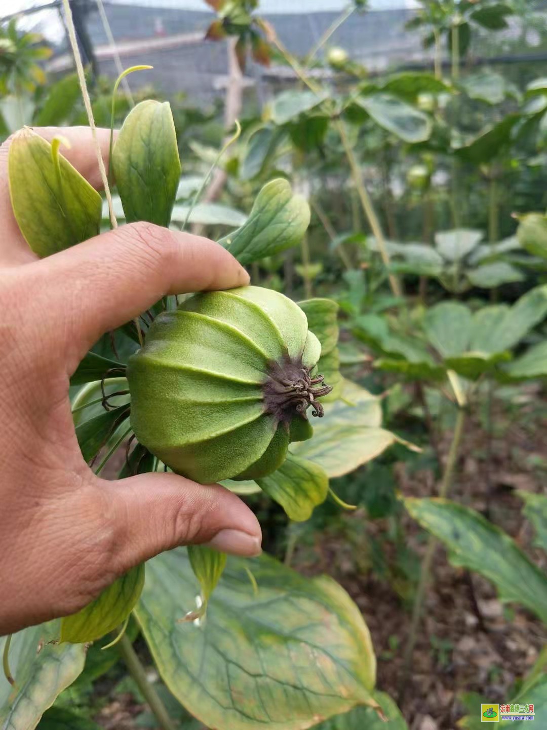 仁懷種植重樓種子基地 滇重樓種子育苗技術 滇重樓種子多少錢