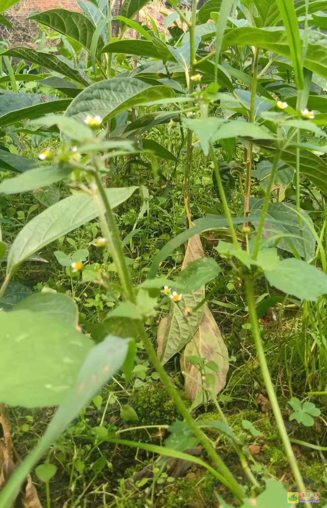 馬比木苗多少錢一棵？ 種植市場前景如何 附種植利潤介紹！