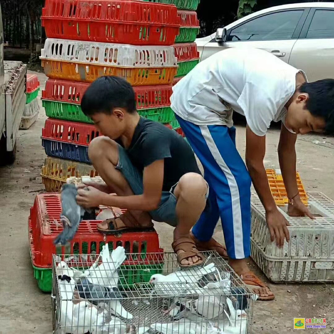 泗水種鴿價格是多少錢一對 目前市場肉鴿價格怎么樣? 肉鴿價格怎么樣