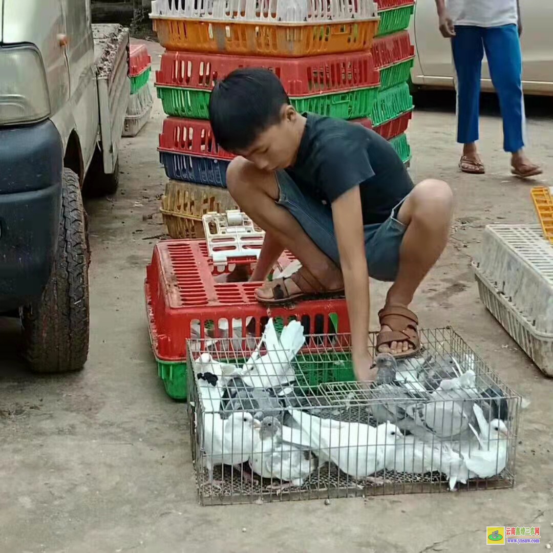 招遠肉鴿肉鴿價格 鴿子種鴿價格 肉鴿價格怎么樣