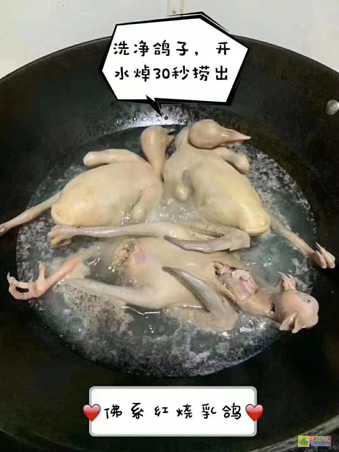 章丘種鴿價格是多少錢一對 特留種鴿價格 肉鴿價格怎么樣