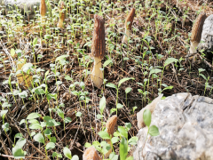 東川羊肚菌價格多少錢一斤2020 羊肚菌種植周期要多久圖2