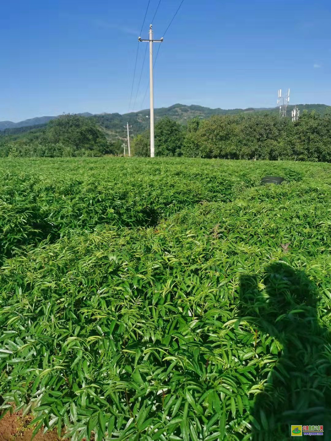 晉城無刺花椒苗價(jià)格 花椒苗批發(fā)