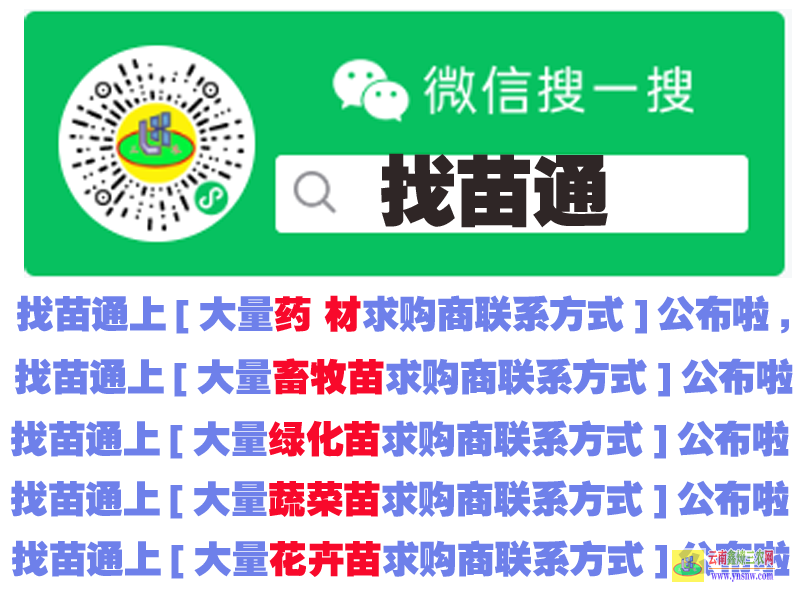 瀘西找果樹苗平臺注冊 蔬菜苗一般在哪里買 微信搜一搜找苗通