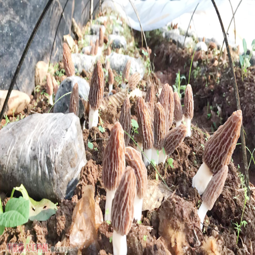 新疆羊肚菌種植批發基地 羊肚菌加盟費用多少 哪里的好