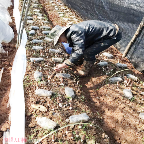 河南優質羊肚菌加盟種植 羊肚菌銷售渠道介紹 什么價