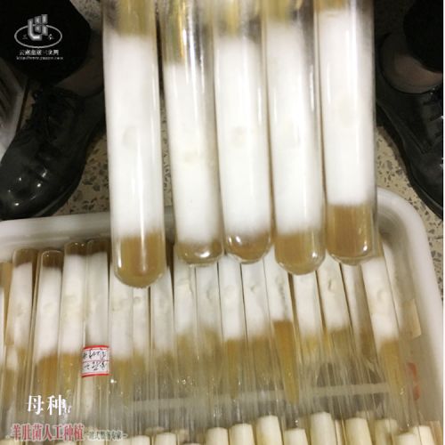 廣東優質羊肚菌加盟種植 羊肚菌銷售渠道介紹 怎么樣