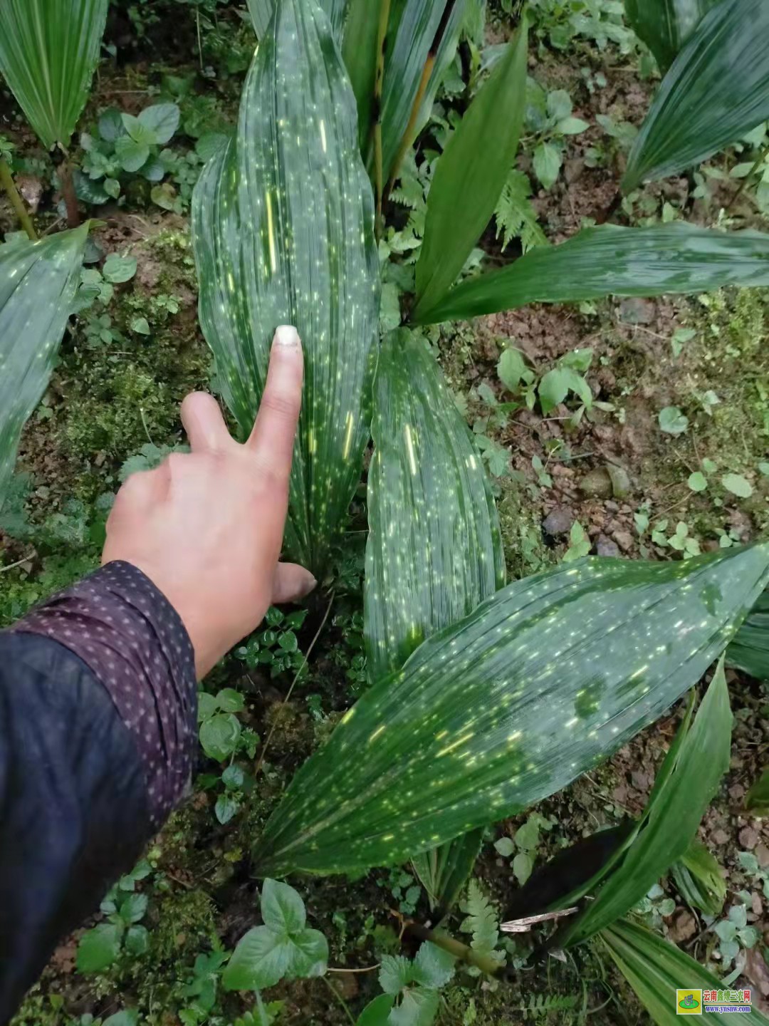 六盤水[毛慈菇苗]價格 【毛慈菇種子】能繁殖 【毛慈菇種子】催芽技術