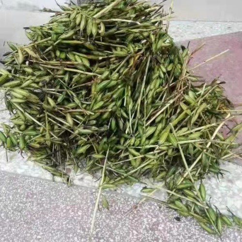 昆明 【毛慈菇苗】種子催芽 毛慈菇苗價格多少錢 毛慈菇種植技術(shù)視頻