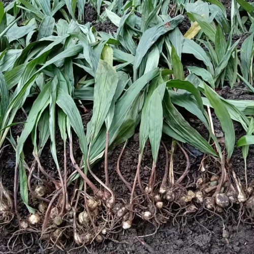 廣安 毛慈菇種子多少錢一斤 毛慈菇苗瓶苗價格 毛慈菇種植前景