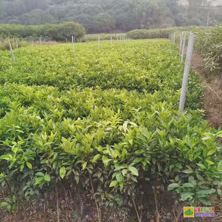 黔東東魁楊梅種苗 湖南靖州楊梅苗基地 東魁楊梅種植管理技術