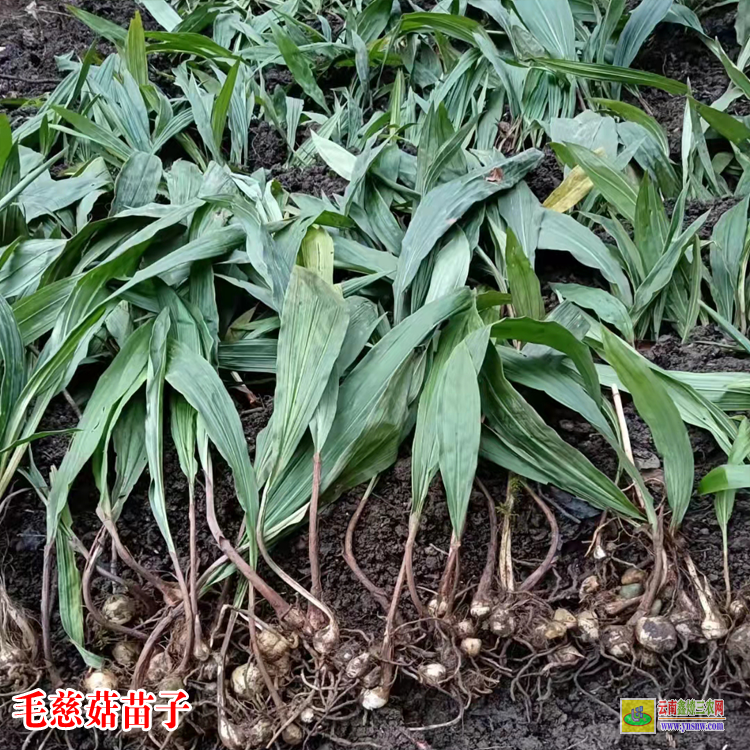 廣安毛慈菇苗種子催芽 毛慈菇苗子圖片 毛慈菇種植技術(shù)