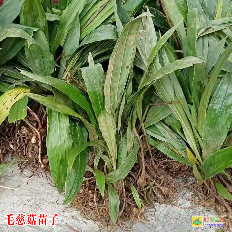 貴州毛慈菇苗哪里有 毛慈菇畝產(chǎn)多少斤 毛慈菇圖片大全價格毛慈菇苗哪里有