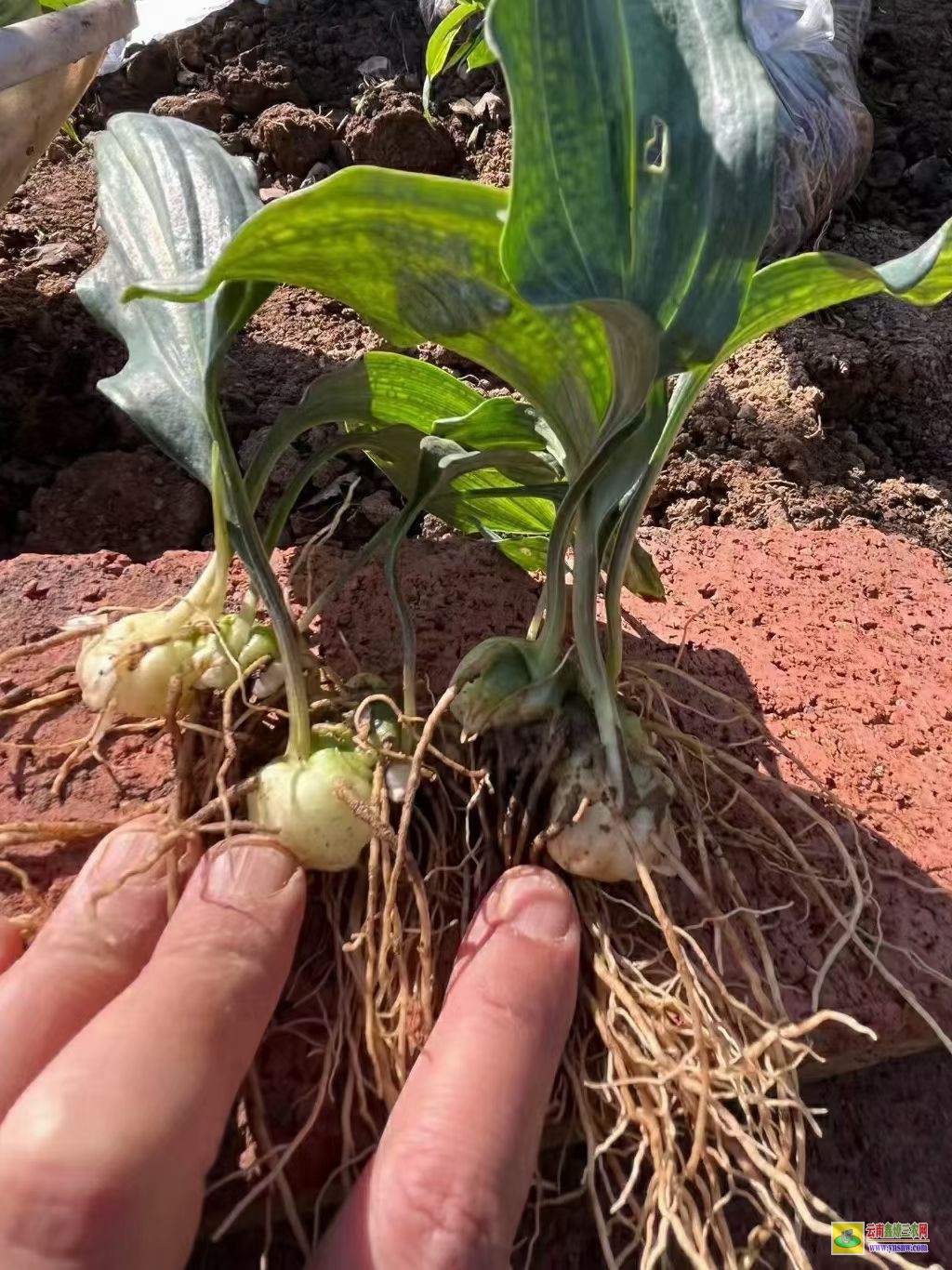 江口[黃精種子]繁殖技術 【黃精種子】催芽技術 多花【黃精種子】圖片