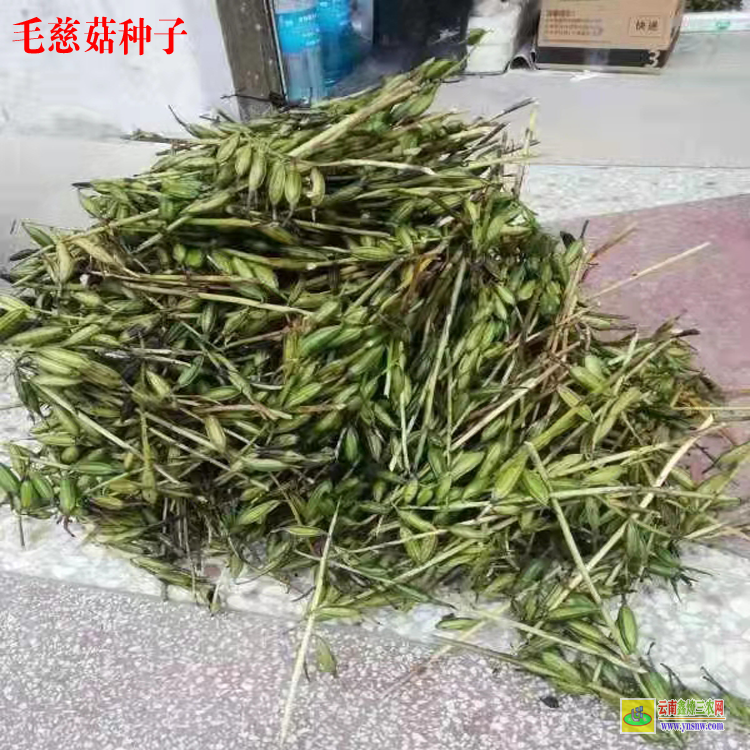 山西毛慈菇價格多少一公斤 毛慈菇種子催芽技術(shù) 毛慈菇苗多少錢一株