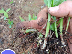 遼寧白芨塊莖苗 白芨苗價(jià)格多少錢(qián)一株 哪里賣(mài)白芨苗圖3