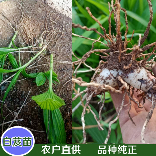 廣東白芨塊莖苗 白芨苗多少錢一株批發 哪里有白芨苗