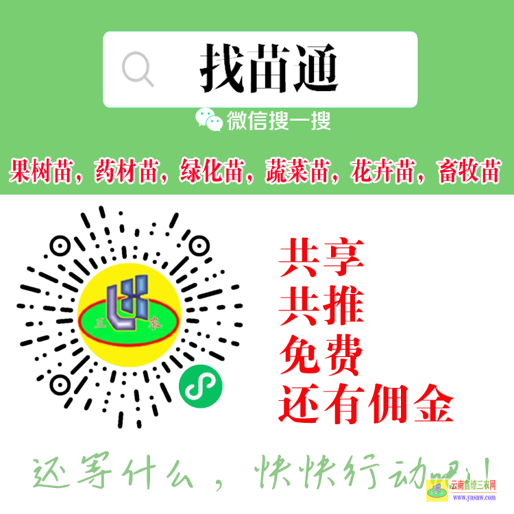 崇左蔬菜苗信息平臺(tái) 微信搜一搜[找苗通] 云杉苗木交易平臺(tái)