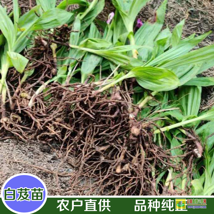 柳城毛慈菇種植技術(shù)種子育苗 毛慈菇苗多少錢一株 光慈菇和山慈菇圖片