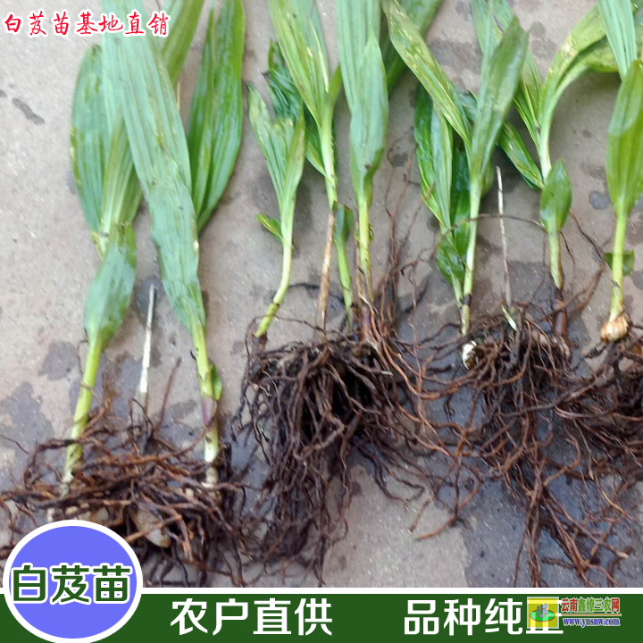 清鎮毛慈菇種子怎么育苗 山慈菇圖片大全 毛慈菇種子催芽