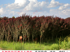 勐臘昆明苗木供貨商 云南綠化苗木種植基地 昆明苗木批發圖2