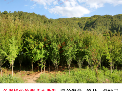 西山昆明苗木供貨商 云南綠化苗木種植基地 昆明苗木基地哪家好圖2