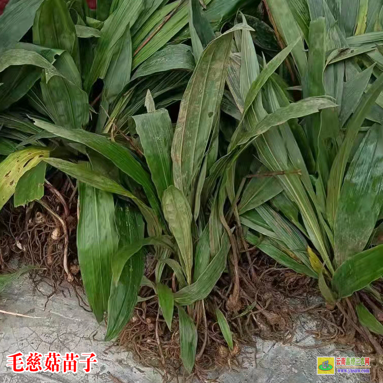 浙江毛慈菇苗多少錢(qián)一棵 毛慈菇苗瓶苗價(jià)格 毛慈菇會(huì)消苗嗎