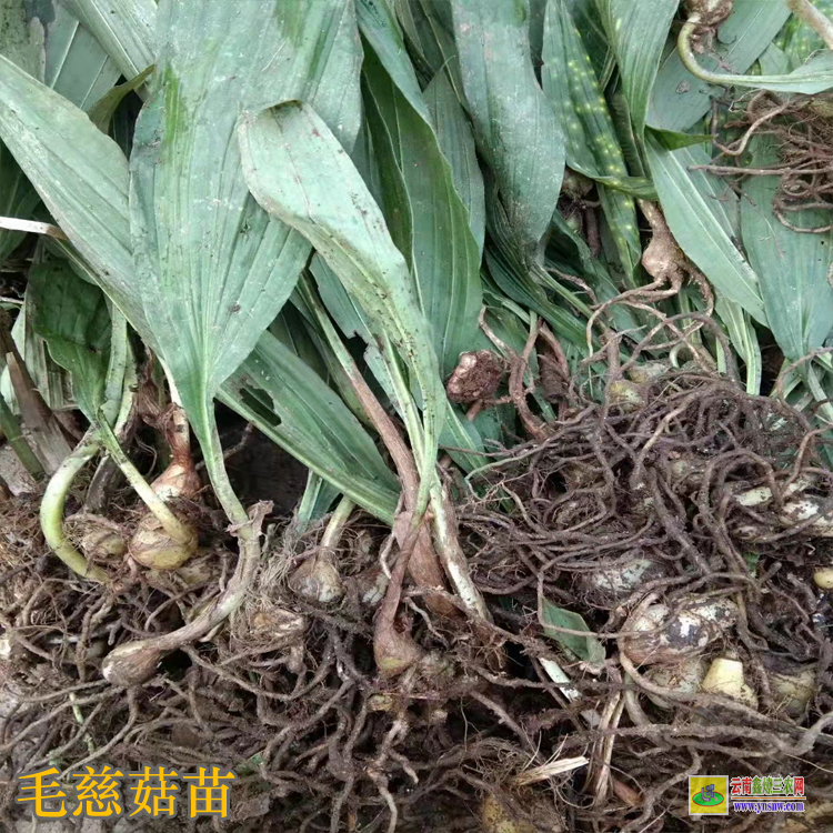 江西毛慈菇苗的價格 毛慈菇苗子 云南毛慈菇苗