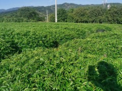 甘孜無刺花椒苗 賣花椒苗 花椒苗怎么培育圖1