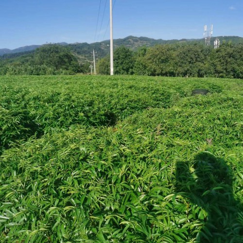 甘孜無刺花椒苗 賣花椒苗 花椒苗怎么培育