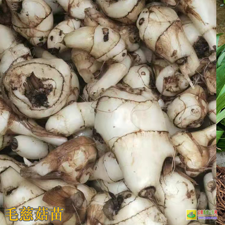 景東毛慈菇苗子圖片 毛慈菇苗子 毛慈菇苗圖片