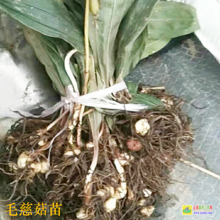 滄源毛慈菇苗價格多少錢 毛慈菇苗子 毛慈菇苗圖片