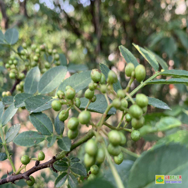 高坪青花椒苗哪里買 花椒苗木規格 花椒苗種植技術及管理