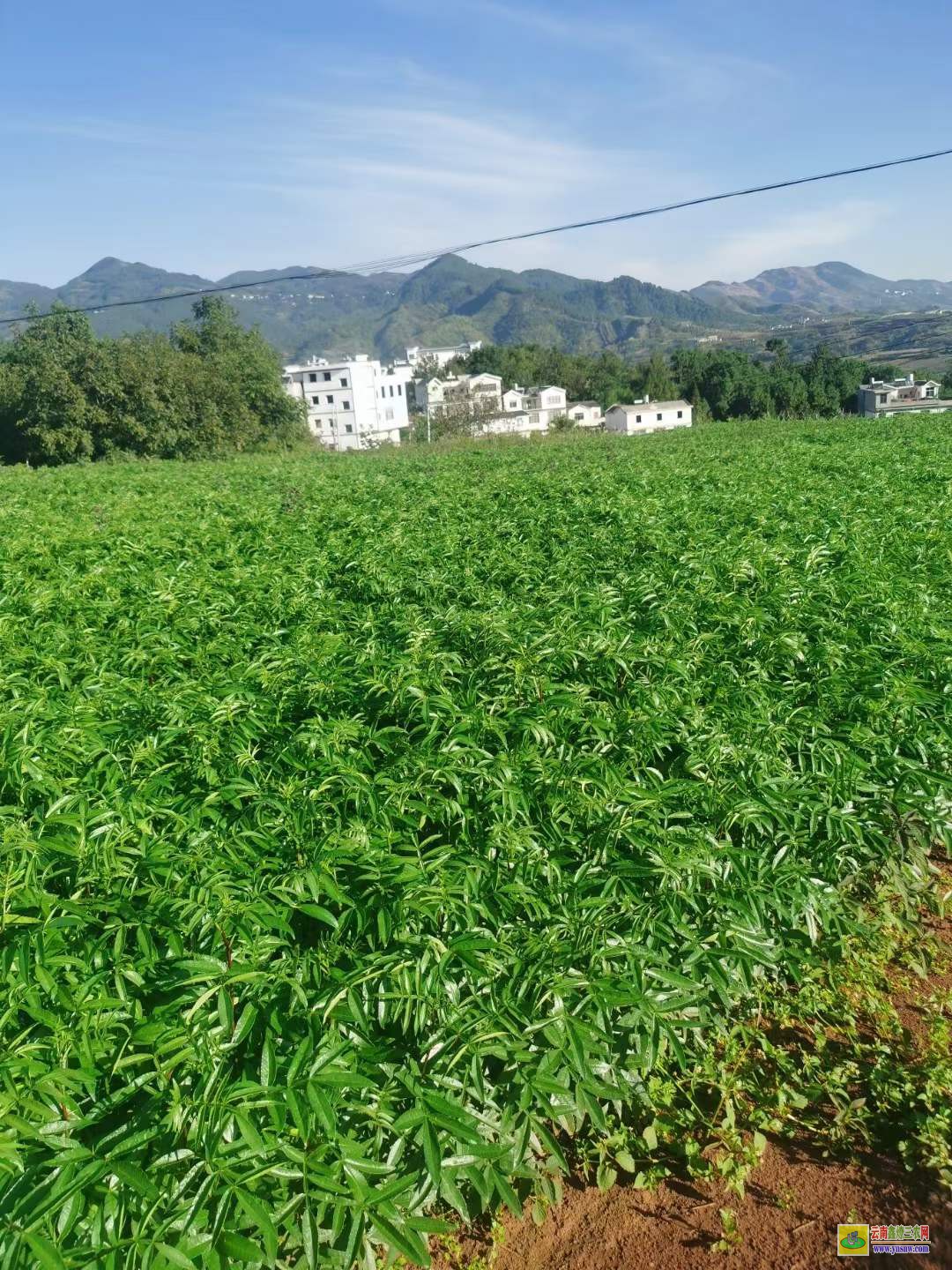 通江青花椒苗哪里買 花椒苗價格 花椒苗種植技術(shù)及管理