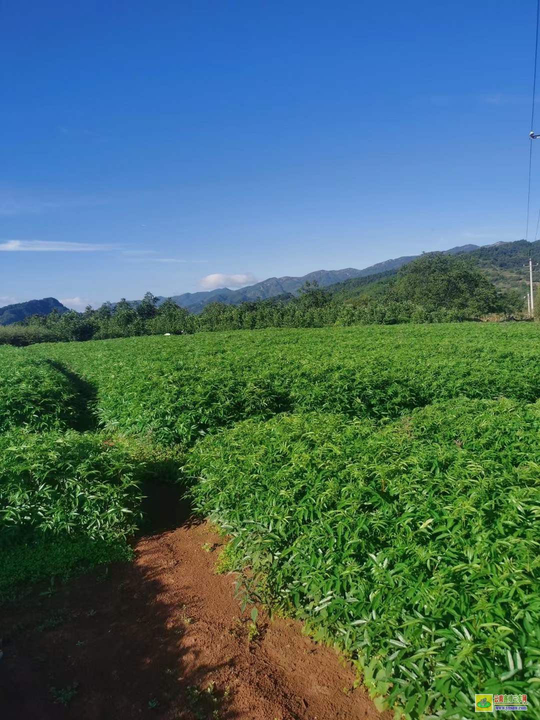 巍山青花椒苗哪里買 花椒苗價格 花椒苗種植技術及管理