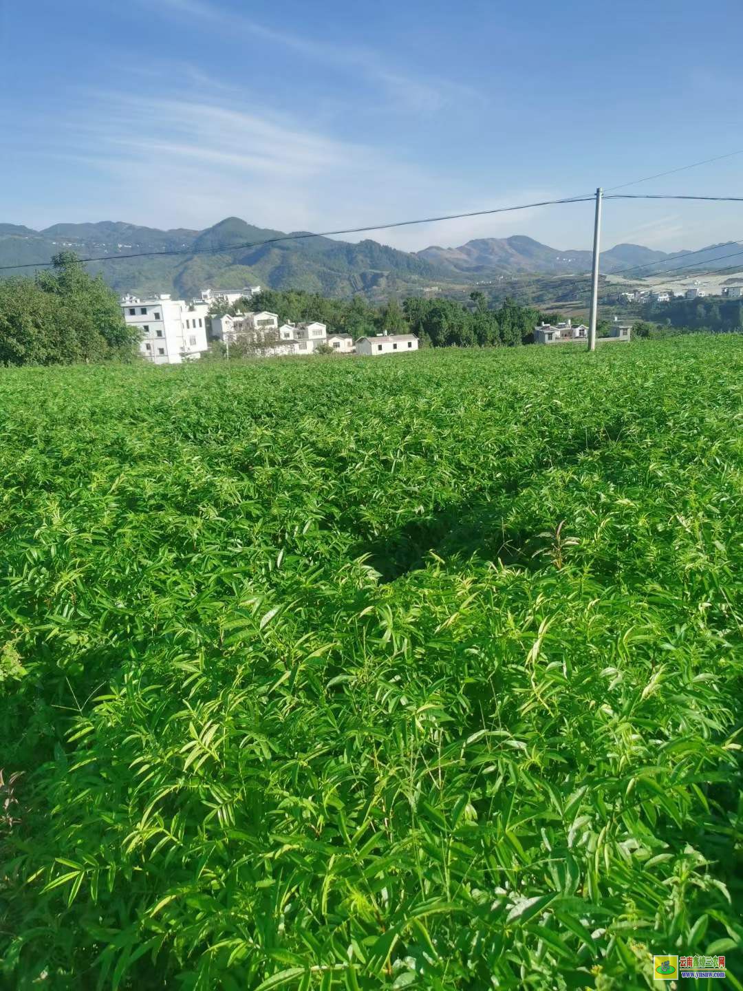 仁懷青花椒苗哪里買 花椒苗適合什么時候栽 花椒苗種植技術及管理