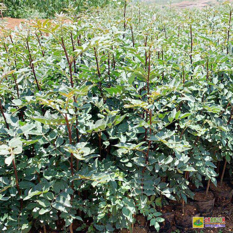 渠縣青花椒苗哪里買 花椒苗適合什么時候栽 花椒苗栽植時間及方法