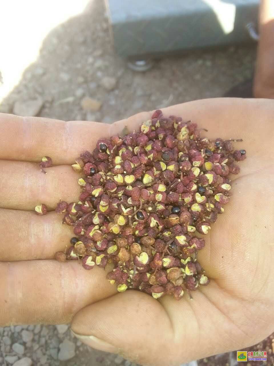 郫縣青花椒苗哪里買 花椒苗木規格 花椒苗種植技術及管理