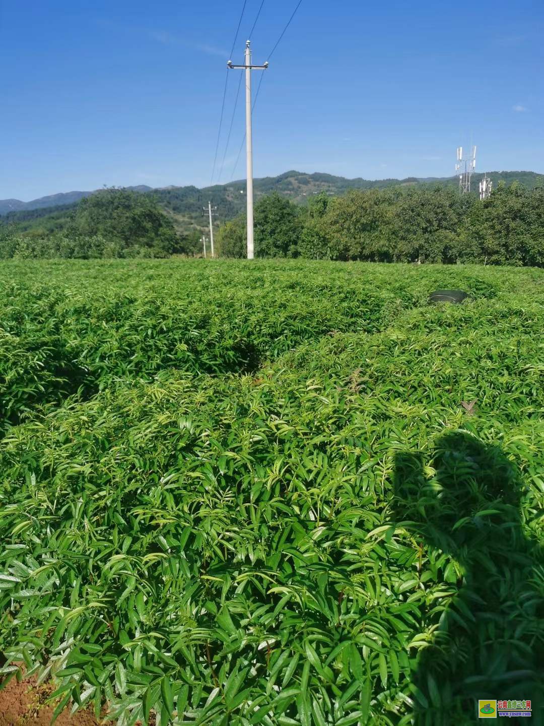 郫縣青花椒苗哪里買 花椒苗木規格 花椒苗種植技術及管理