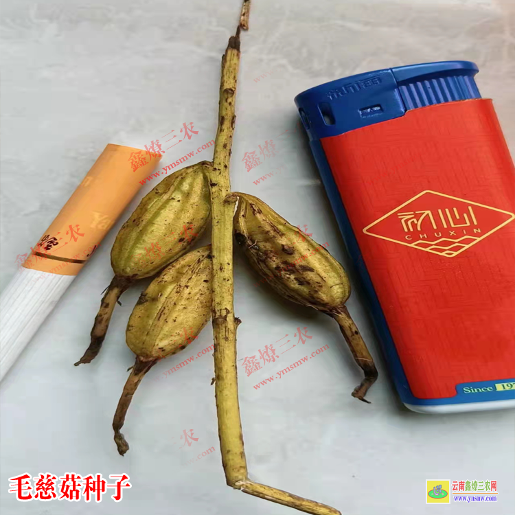 天柱毛慈菇苗價格多少一公斤 毛慈菇苗瓶苗價格 毛慈菇苗圖片