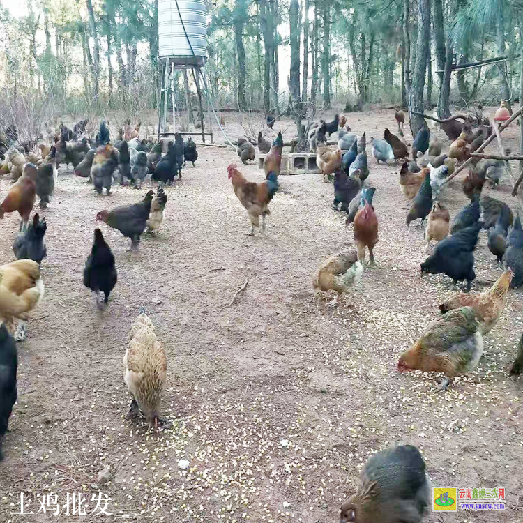 師宗土雞批發市場 農村土雞價格 土雞養殖場圖片