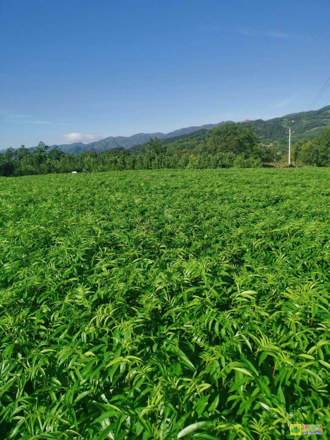 綿竹青花椒苗哪里買 花椒苗木標準 花椒苗栽植時間及方法