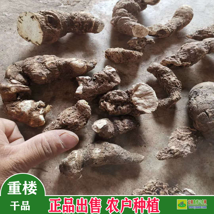 沾益重樓苗多少錢一株 大姚重樓苗基地在哪里? 重樓苗圖片