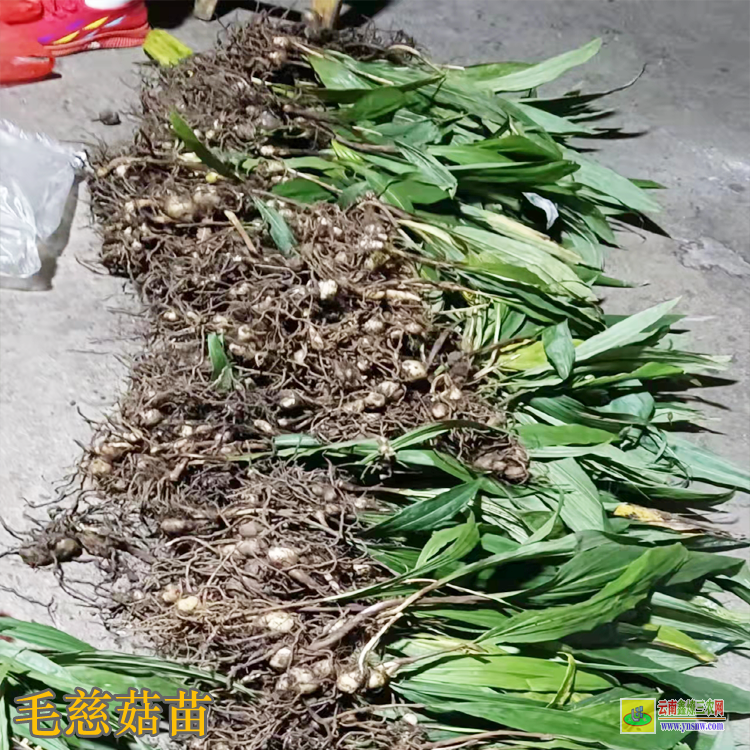 普寧毛慈菇種苗價(jià)格 毛慈菇價(jià)格多少一公斤 毛慈菇種苗畝用量