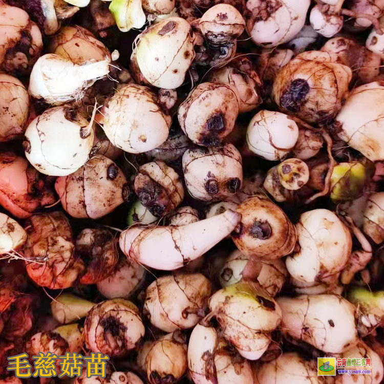 五華毛慈菇種苗哪里有批發(fā) 毛慈菇價(jià)格多少一公斤 毛慈菇價(jià)格2021