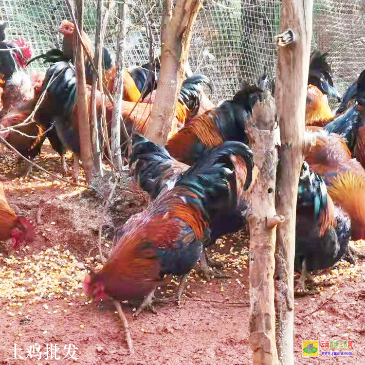 祿豐土雞價格現在是多少錢一只 三黃雞苗批發市場在哪里 散養土雞養殖場圖片