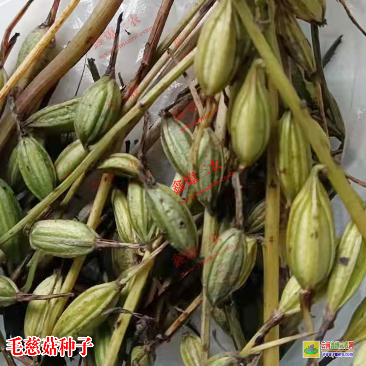 從化毛慈菇種苗價格 毛慈菇價格多少一公斤 毛慈菇種苗畝用量