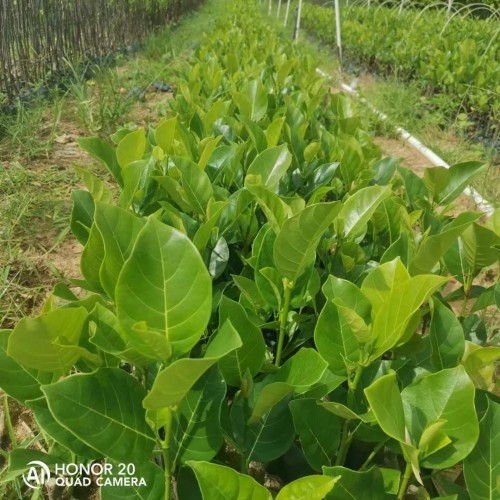 陜西菠蘿蜜苗葉子發黃怎么辦 菠蘿蜜苗種植技術