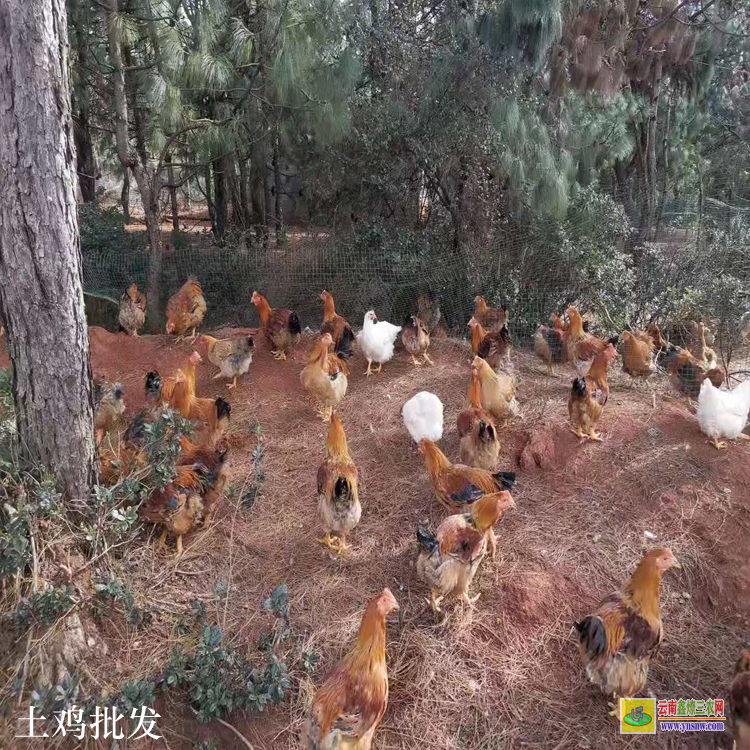 福貢土雞蛋價格多少錢一個 放養三黃雞 散養土雞養殖場