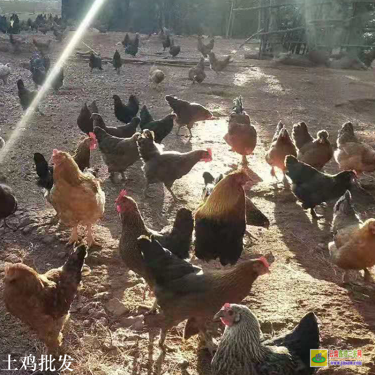 晉寧無量山烏骨雞 昆明土雜雞價格行情 云南肉雞價格行情今日